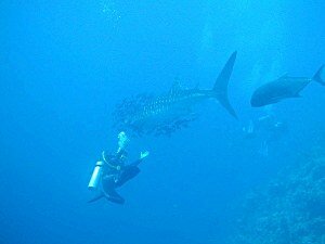 Whale Shark and diver