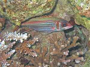 Bloodspot Squirrelfish