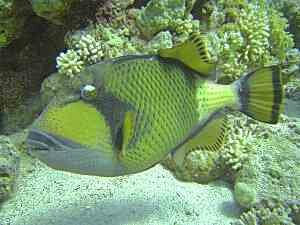 Titan Trigger Fish