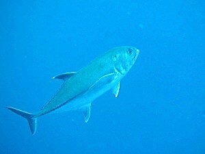 Big-Eye Trevally