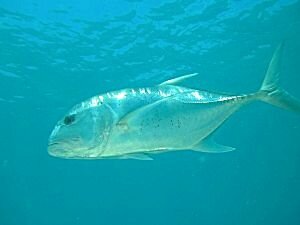 Giant Trevally