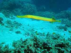 Yellow Trumpetfish