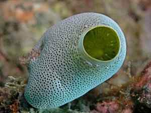 Tunicate (Sea Squirt)