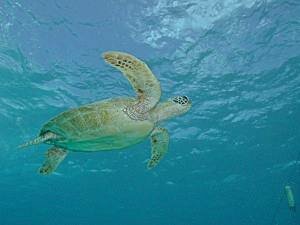 Hawksbill Turtle