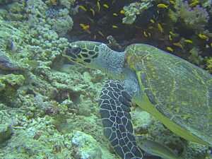 Hawksbill Turtle