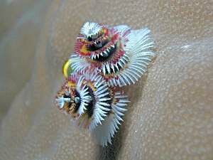 Xmas Tree Worm