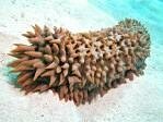 Prickly red sea Cucumber