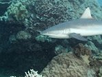 Reef Shark