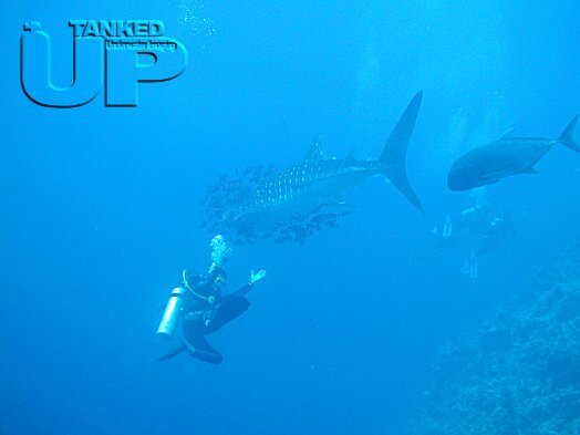 Whale Shark and diver