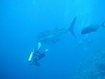 Whale Shark and diver