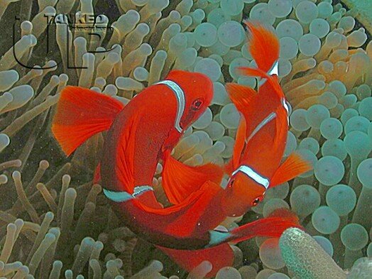 Two Spine-Cheek Anemonefish