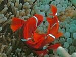 Spine-Cheek Anemonefish