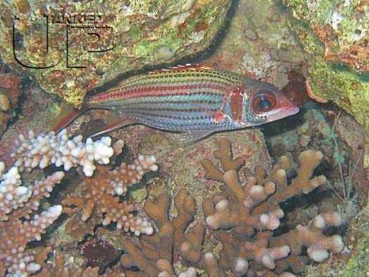 Bloodspot Squirrelfish