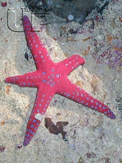 Ghardaqa Sea Star