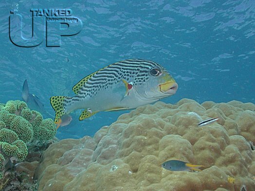 Black Spotted Sweetlips