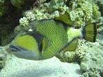 Titan Trigger Fish