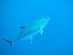 Big-Eye Trevally