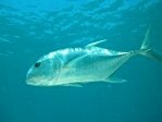 Giant Trevally