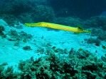 Yellow Trumpetfish