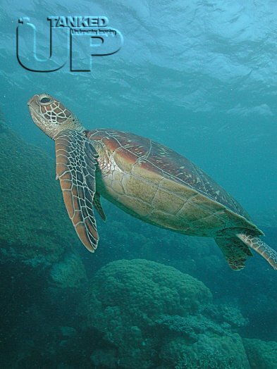 Hawksbill Turtle