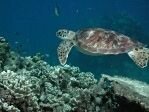 Hawksbill Turtle