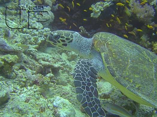 Hawksbill Turtle