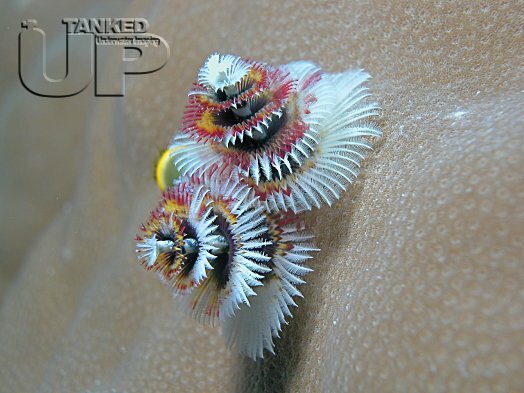 Xmas Tree Worm