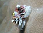 Xmas Tree Worm